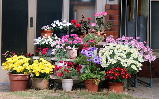 4月の玄関の花