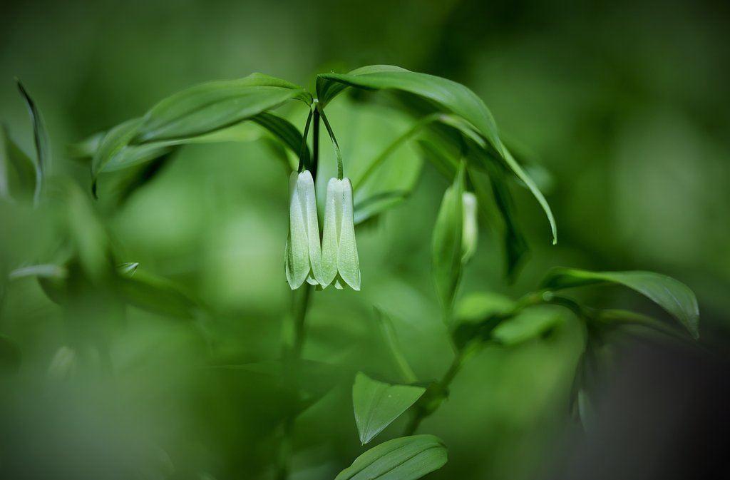 宝鐸草