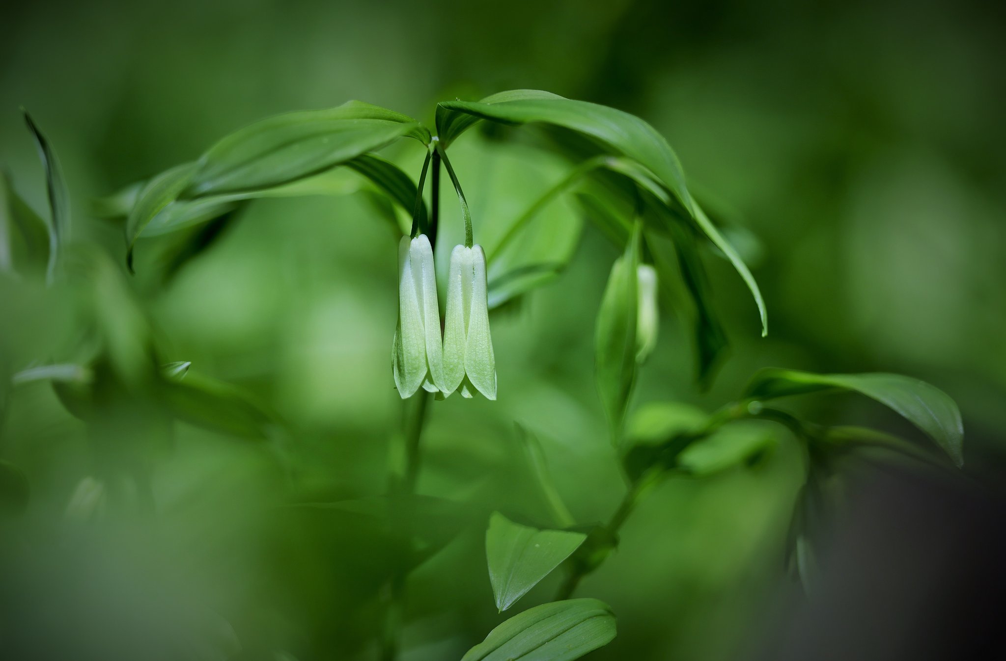 宝鐸草