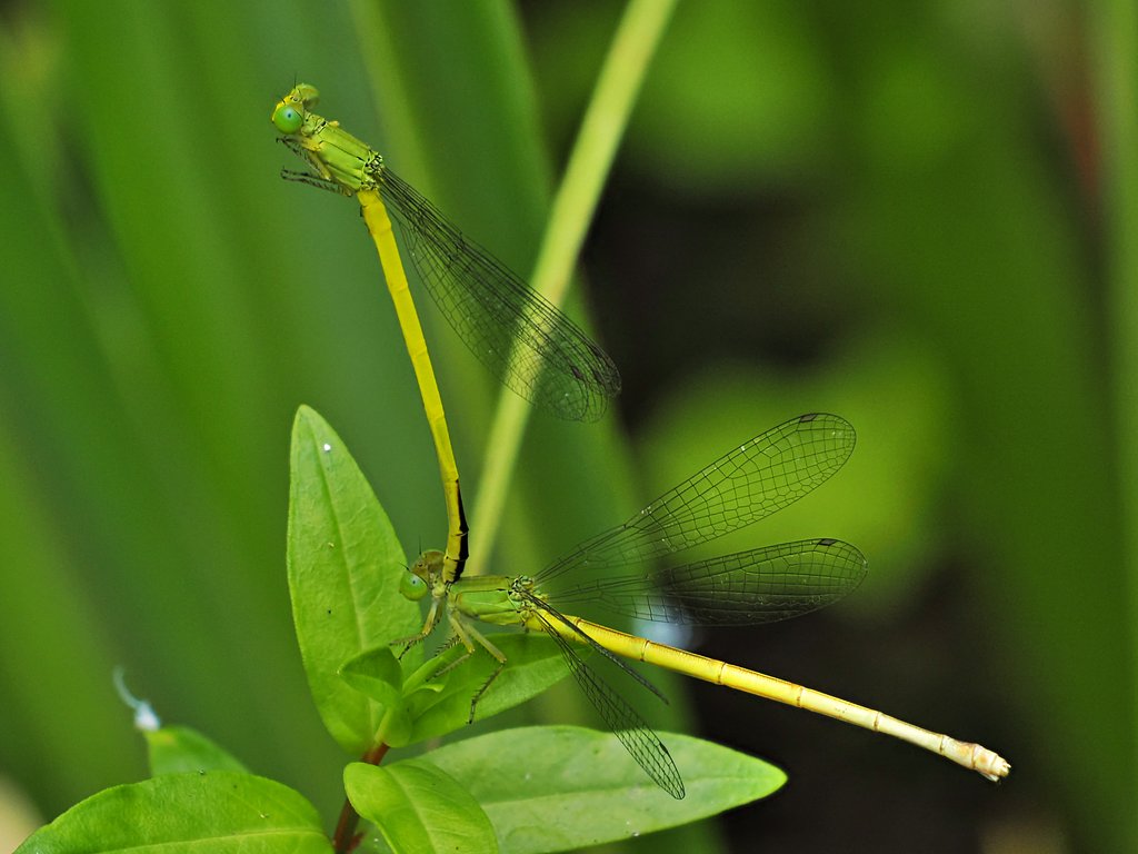 キイトトンボ♂♀