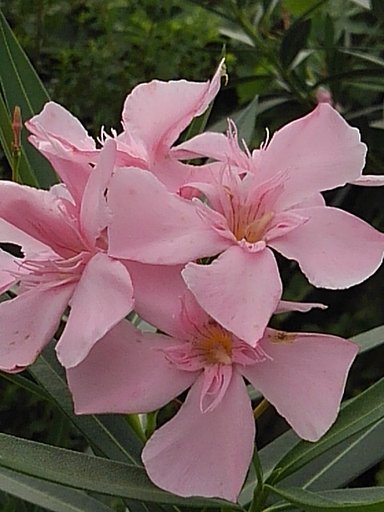 近めに見たピンク色の花