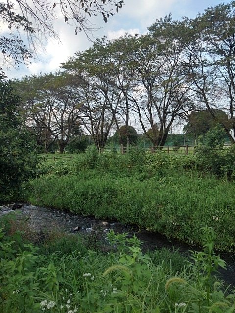 緑の多い岸辺が目立つ川の景色