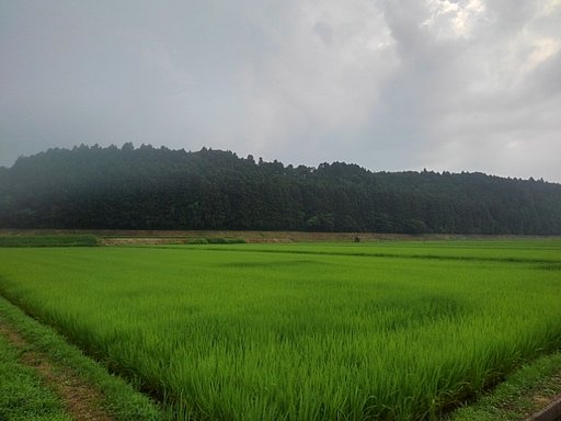 7月10日の写真