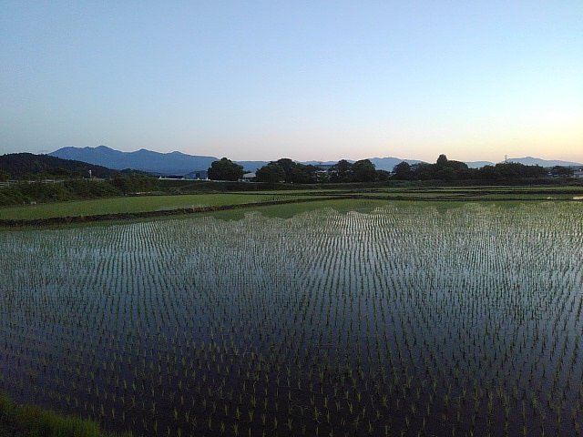 青空の色に染まる水田