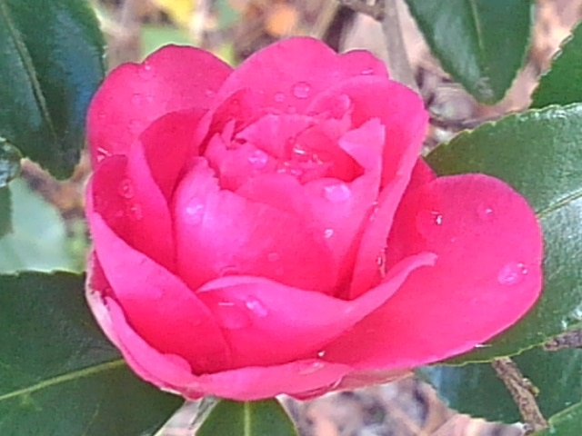 雫もあるサザンカの花