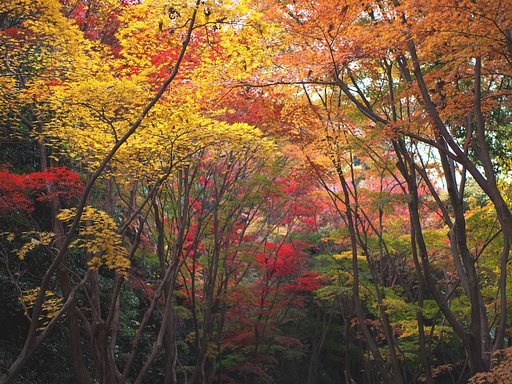 秋色の公園