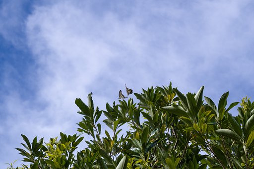 ぺアリング、夏空へ