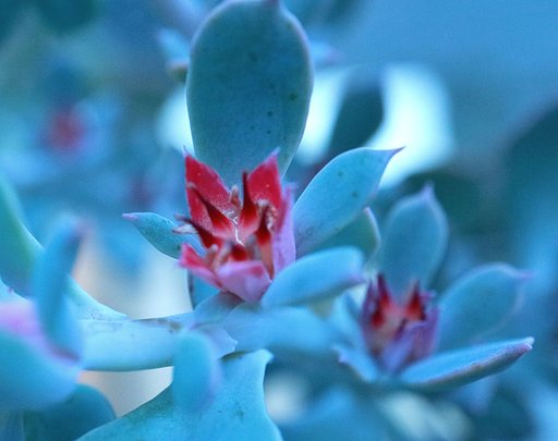 タカサゴノオキナ　花
