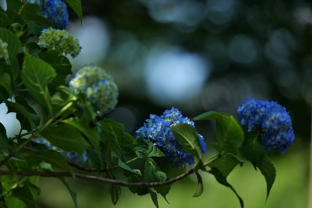 紫陽花の季節
