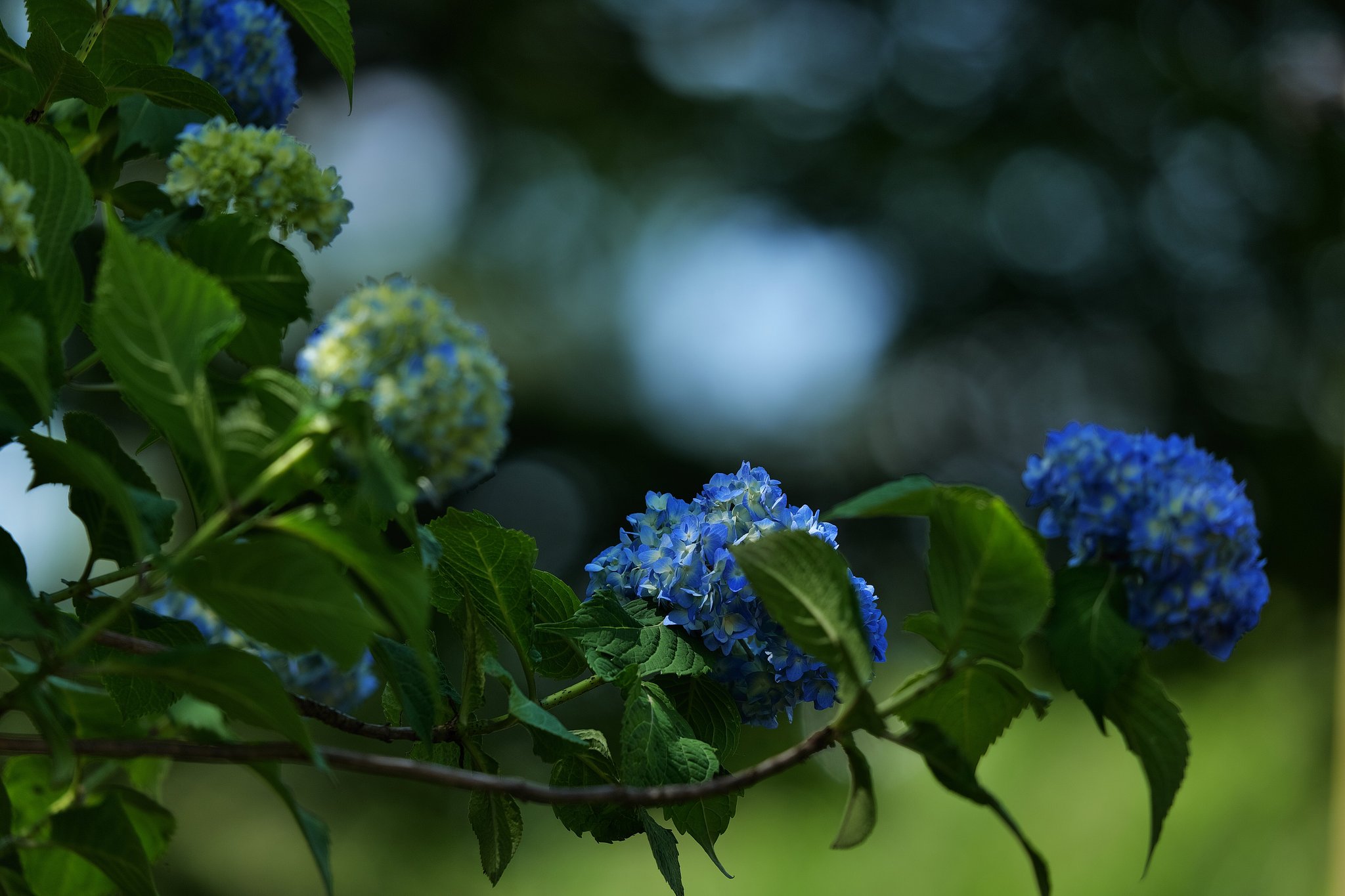 紫陽花の季節