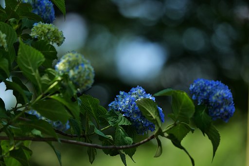 紫陽花の季節