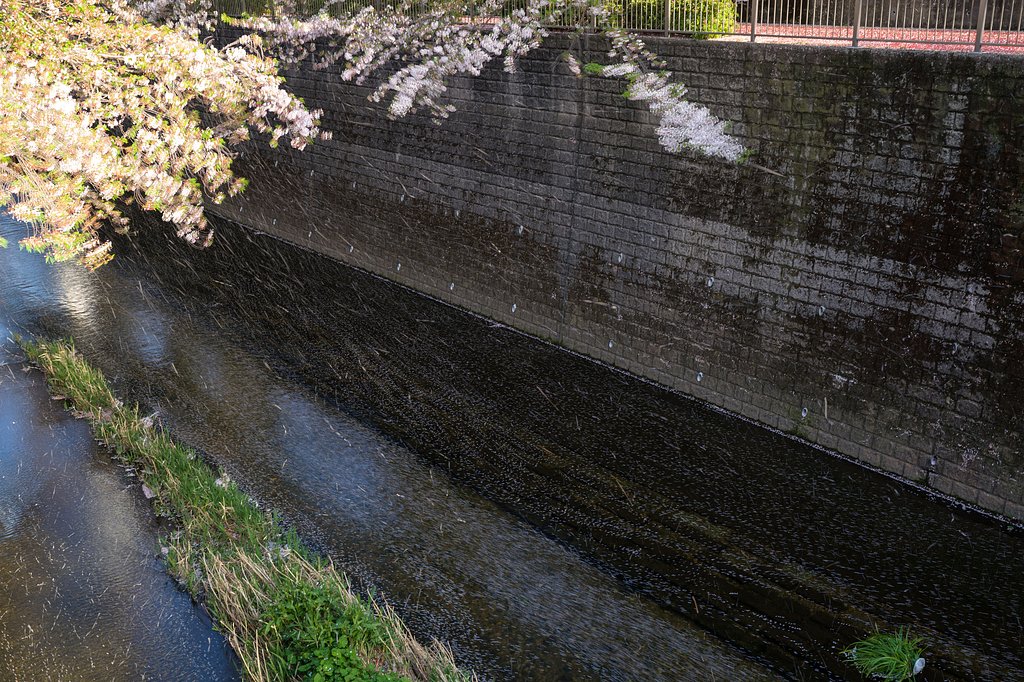 花筏と花吹雪