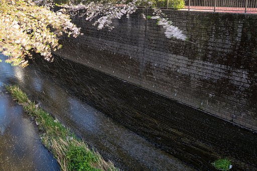 花筏と花吹雪