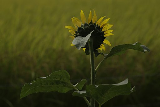 夏日に背中越しにみるひまわり