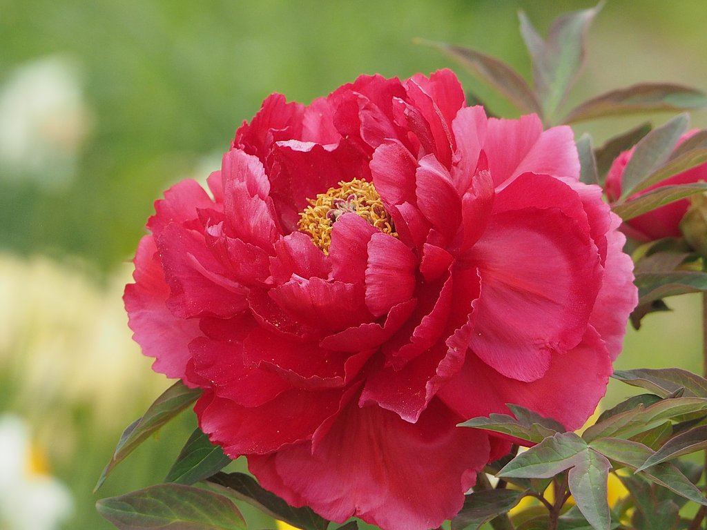 Olympus  M ZD  75-300mmF4.5-6.7