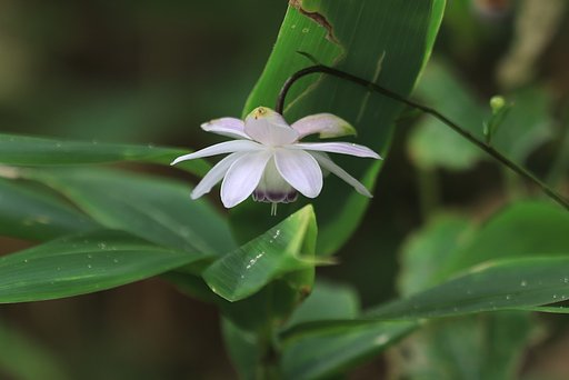 シンメトリー