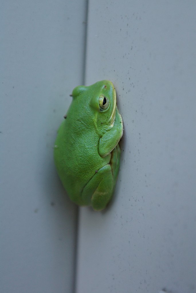 カエル