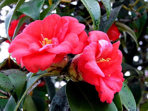 終わりかけのt椿の花