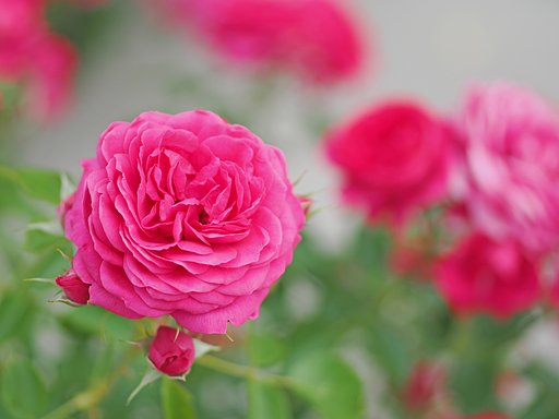 ◎Makro Planarの醍醐味