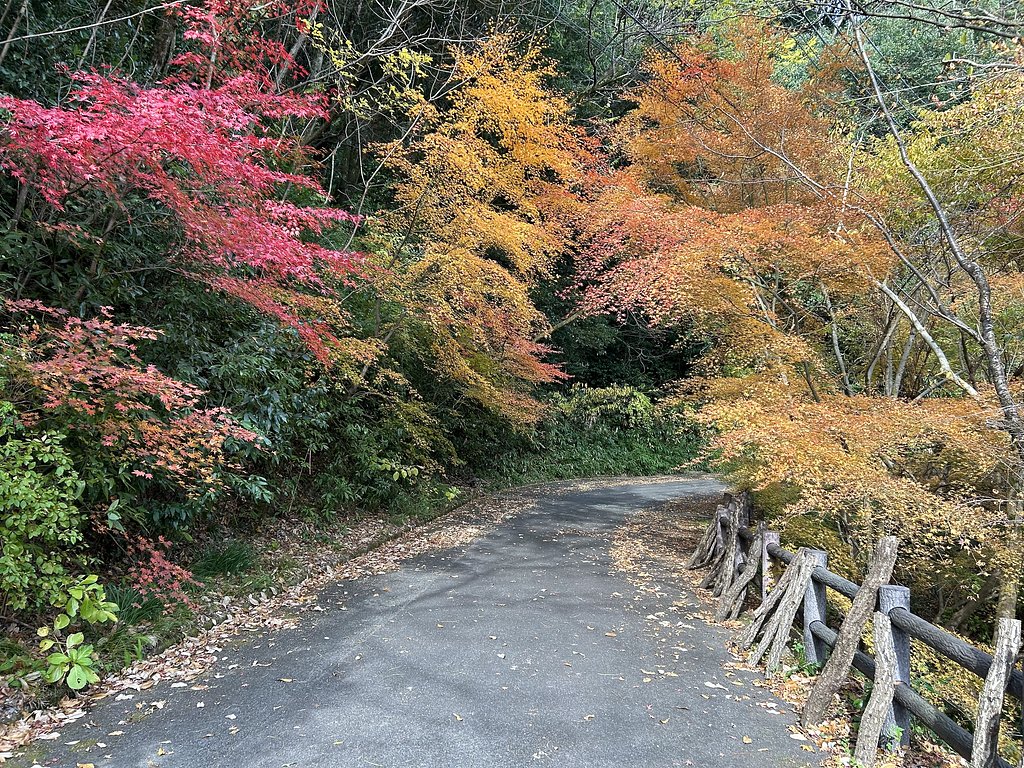 紅葉