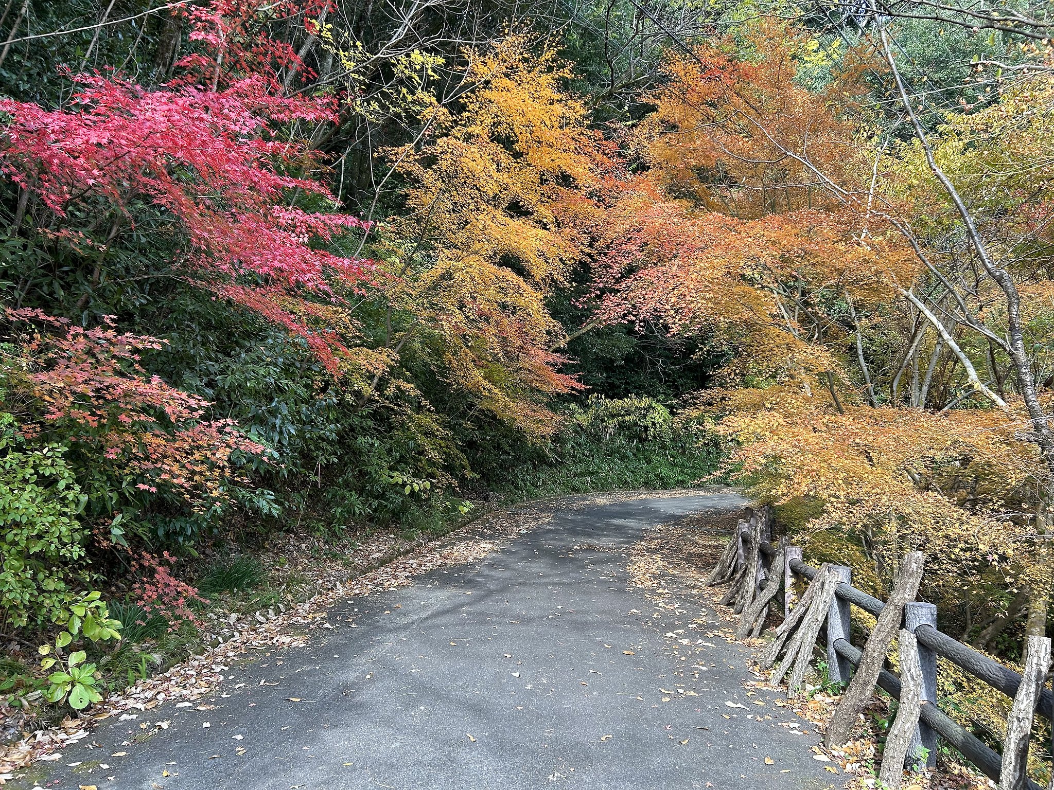 紅葉