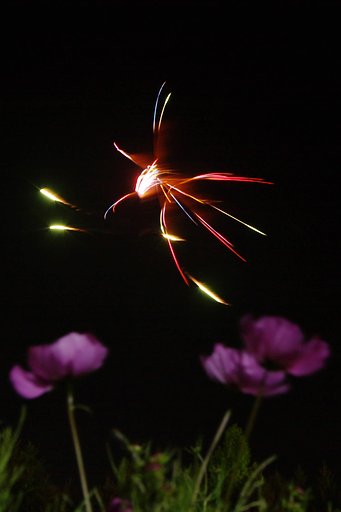 花火とコスモス