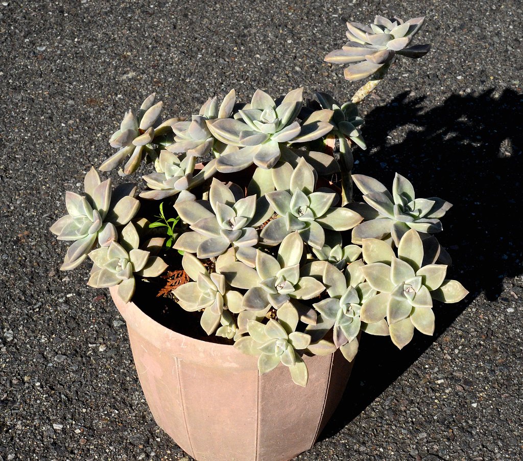 オボロヅキ