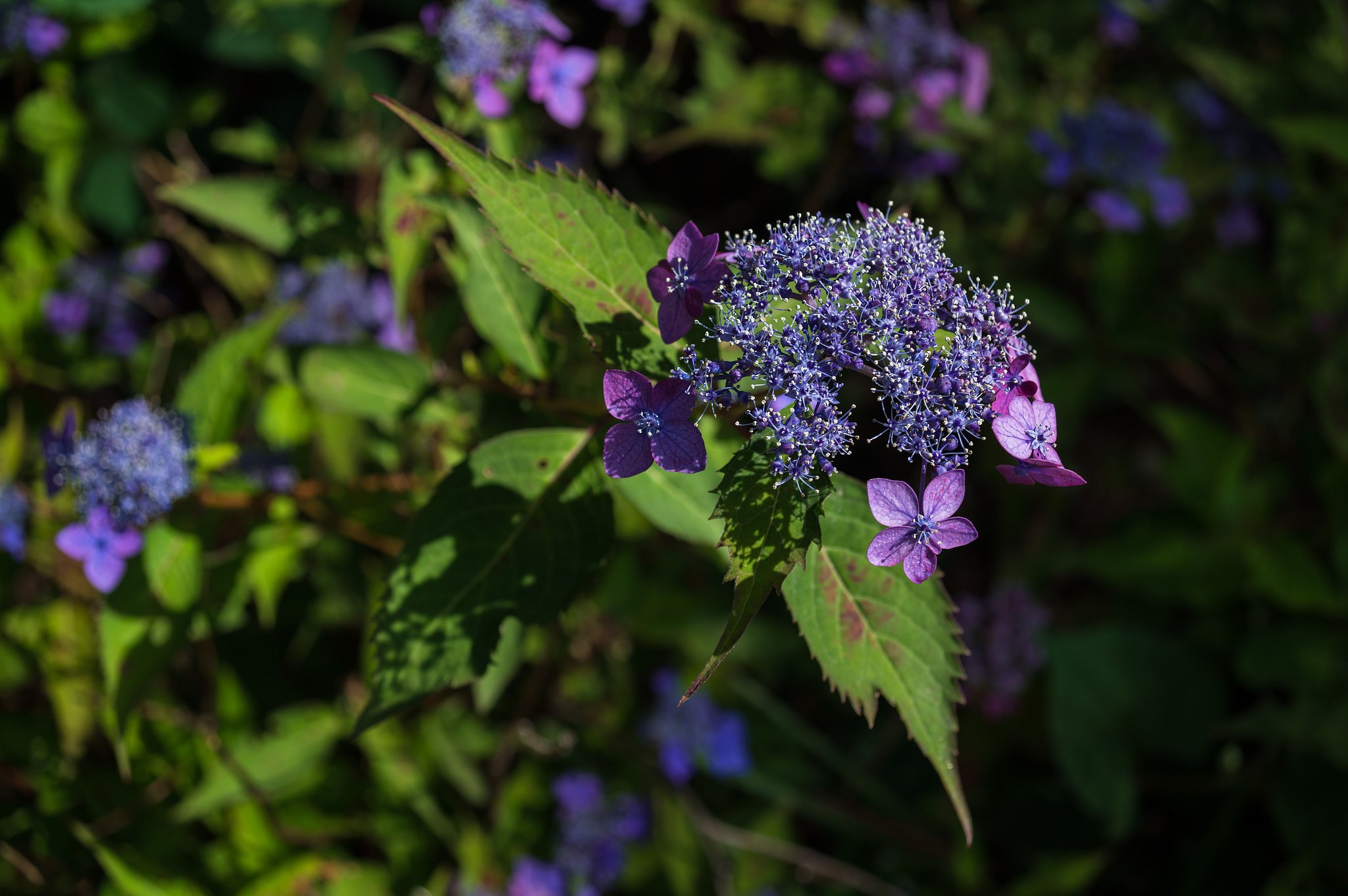 夏日の紫陽花