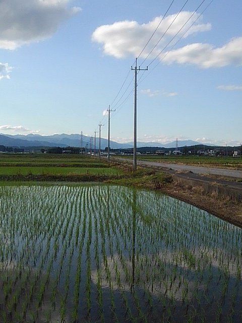 道路沿いの鏡と化した水田