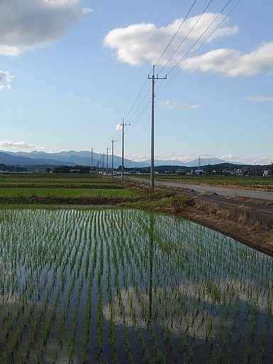 道路沿いの鏡と化した水田