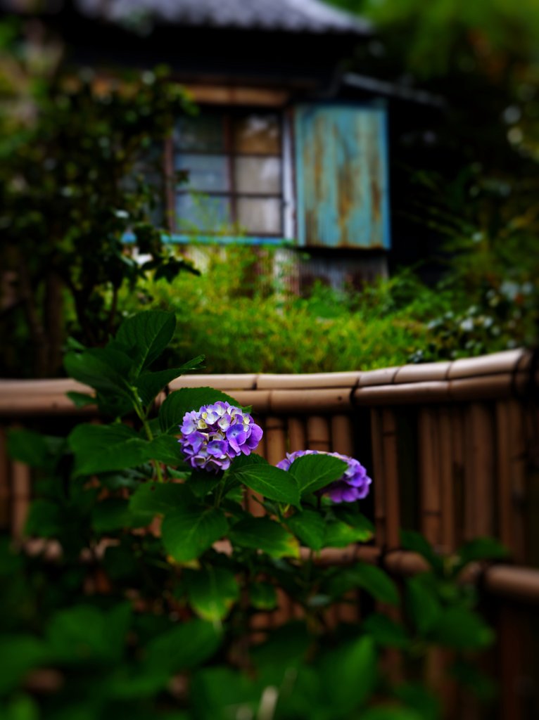 廃屋と共に