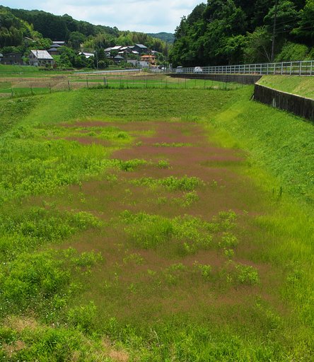 絵の具で染めたように