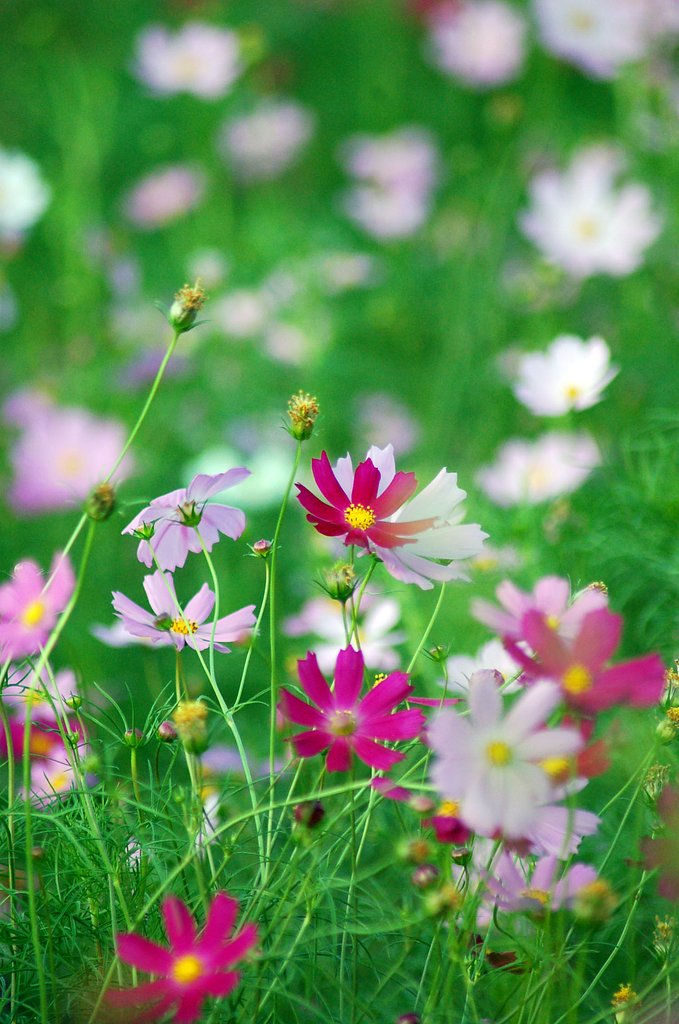 秋桜、可愛らしく♪