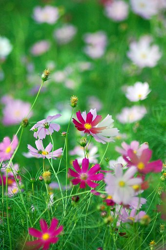 秋桜、可愛らしく♪