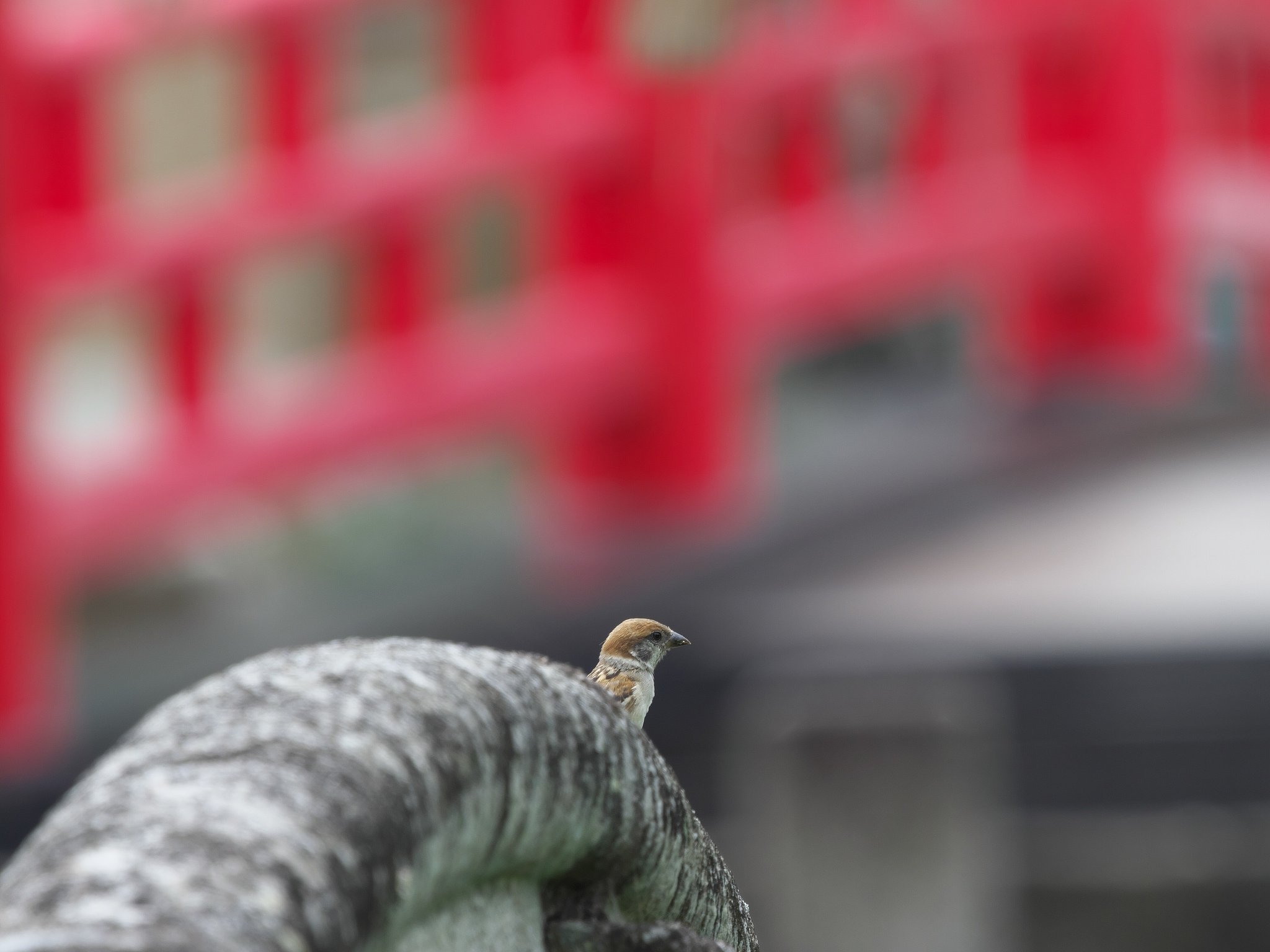 神社のスズメ