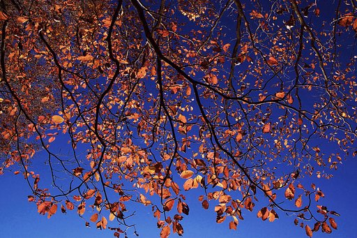 11月18日の写真