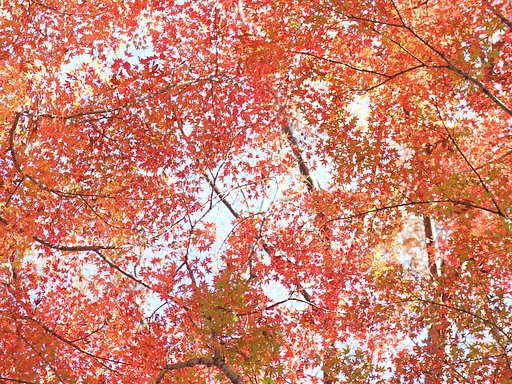 殿ヶ谷戸庭園の紅葉２