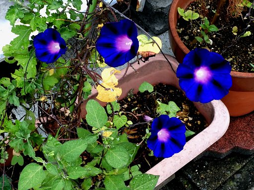 マルバアサガオ