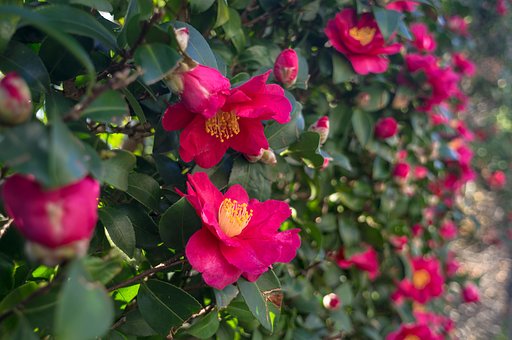 山茶花の季節