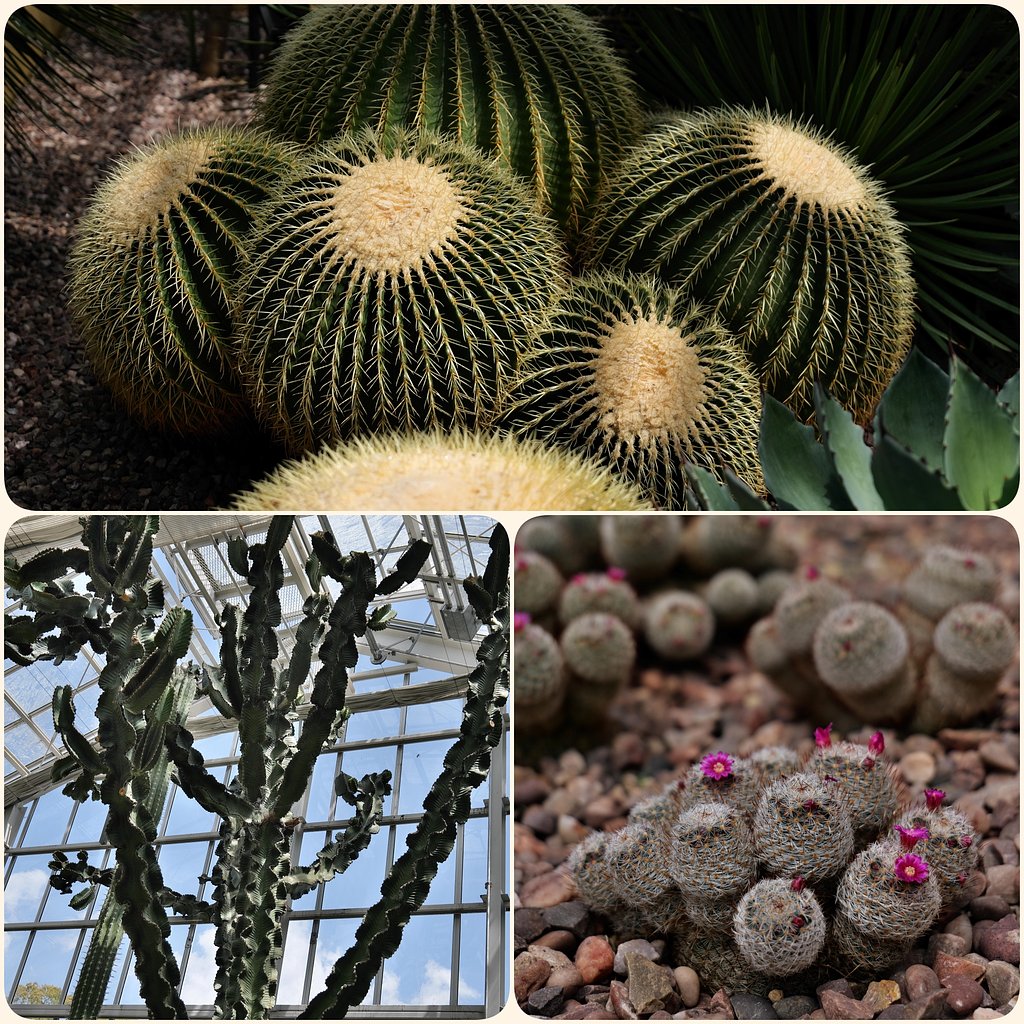 サボテンの花