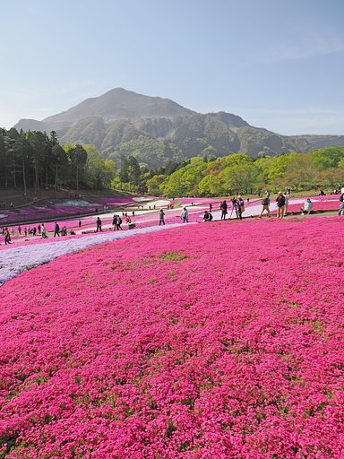 芝桜の丘