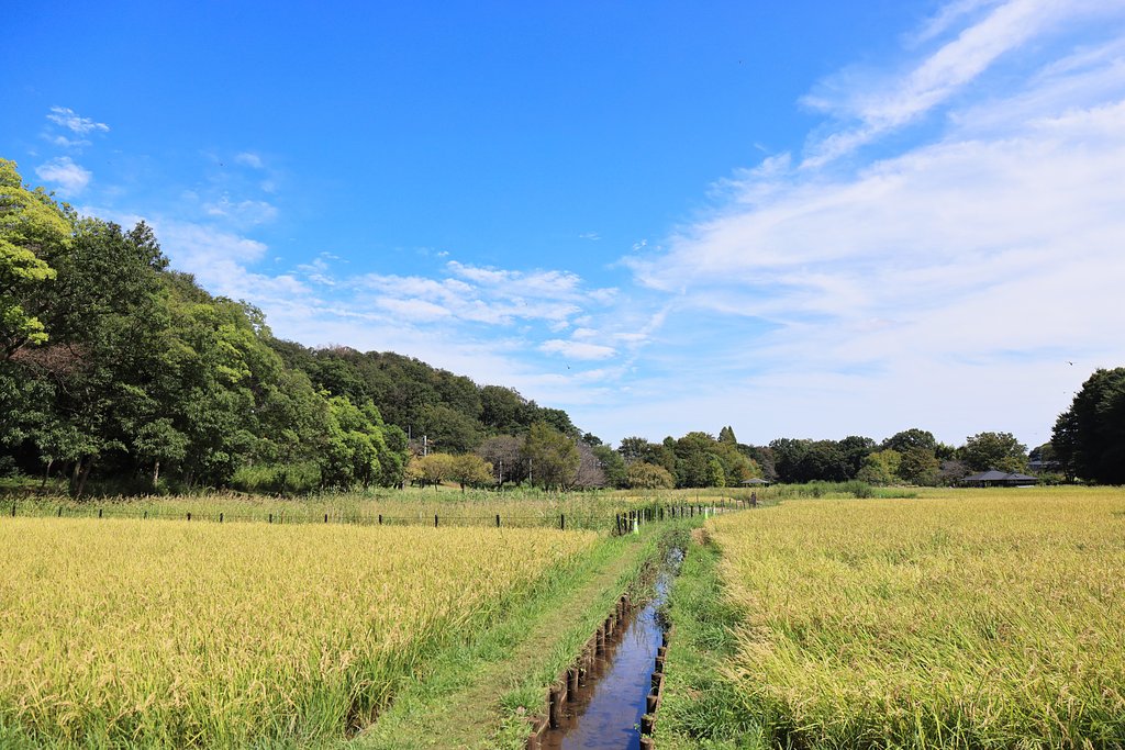 わが町の田んぼ