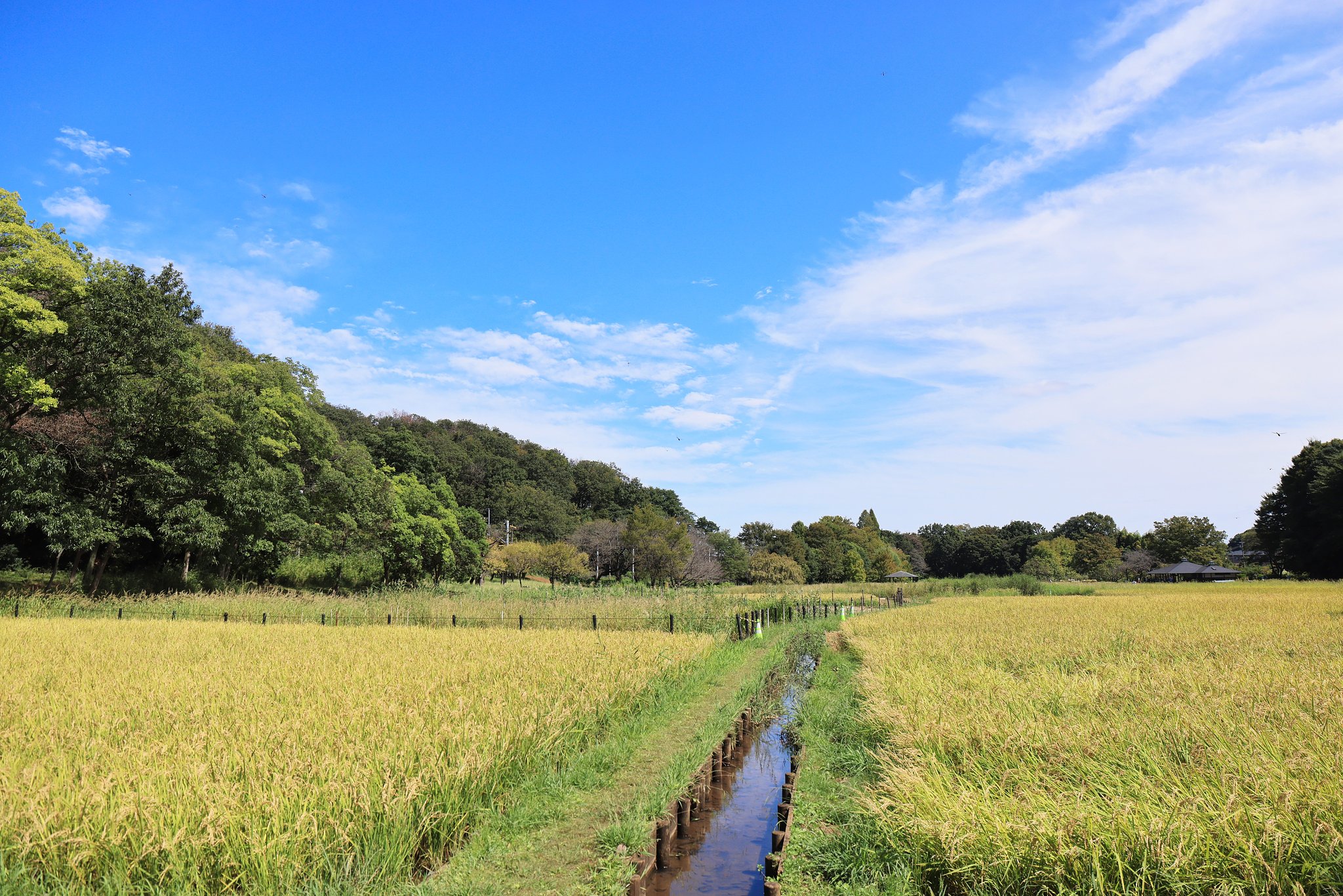 わが町の田んぼ