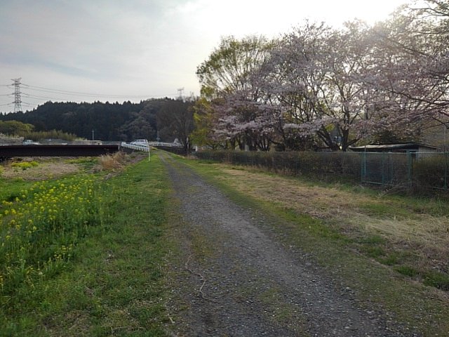 川沿いの道（4/15に撮影）