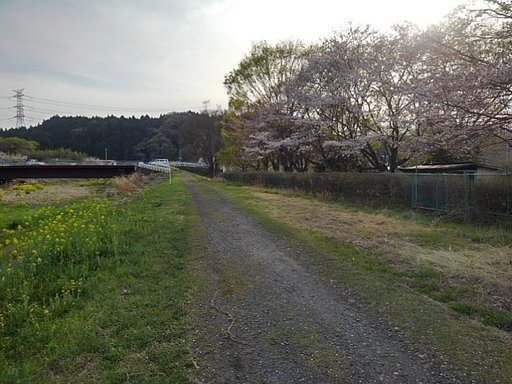 川沿いの道（4/15に撮影）
