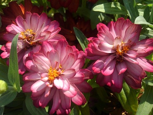 公園の紫の花は大人っぽい雰囲気!!