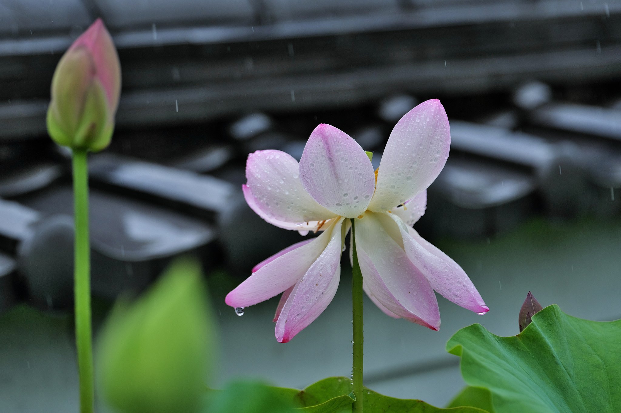好雨