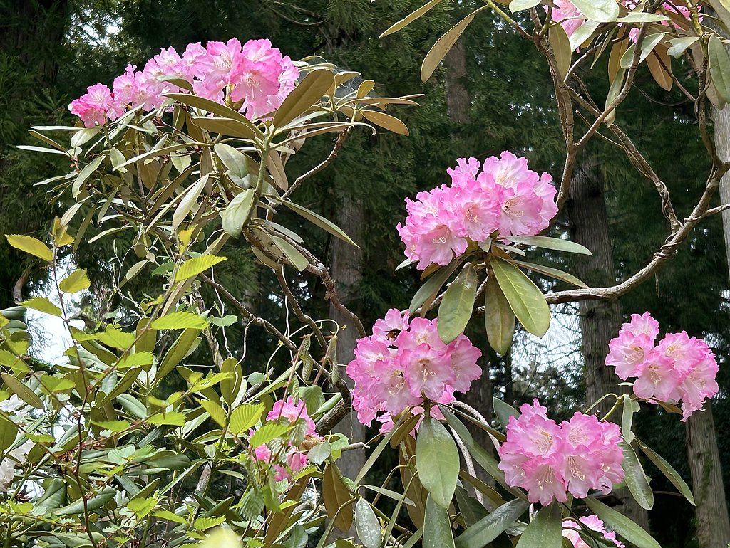 シャクナゲ