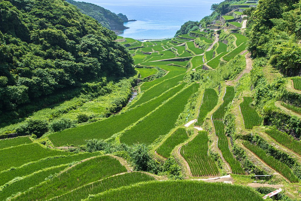 浜野浦の棚田
