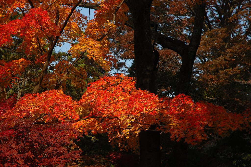 11/22平林寺 華　